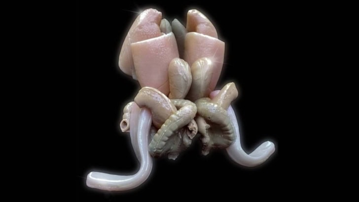 Exhibition HERMAPHROGENESIS by Marcin Gawin